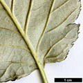 SpeciesSub: var. calocarpa